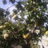 Coings de Kabylie