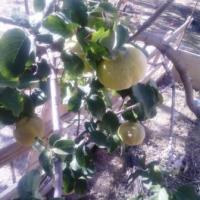 Coings de Kabylie