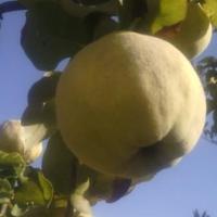 Coings de Kabylie
