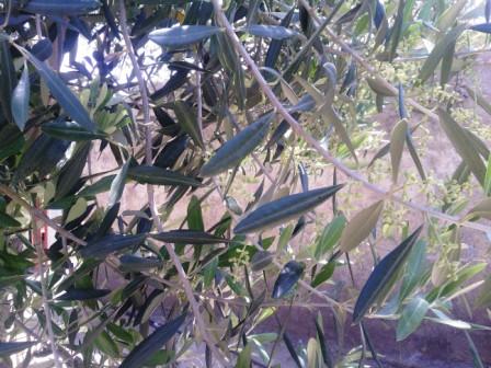 Dans les feuillages de l'olivier en fleurs...